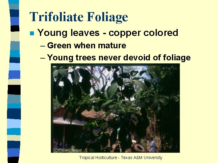 Trifoliate Foliage n Young leaves - copper colored – Green when mature – Young