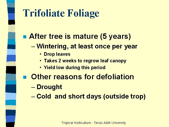 Trifoliate Foliage n After tree is mature (5 years) – Wintering, at least once