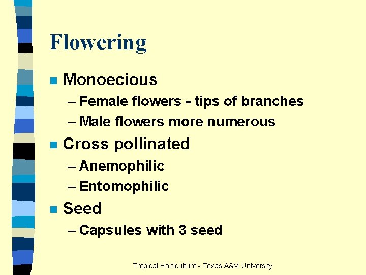 Flowering n Monoecious – Female flowers - tips of branches – Male flowers more