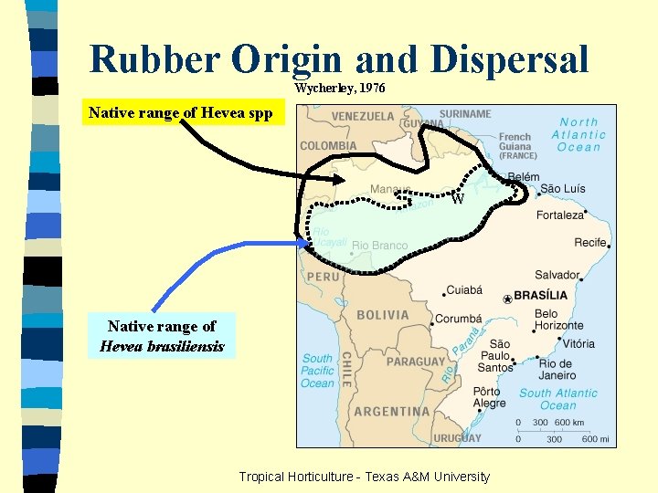 Rubber Origin and Dispersal Wycherley, 1976 Native range of Hevea spp W Native range