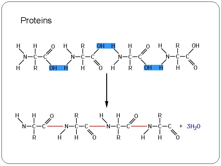 Proteins 