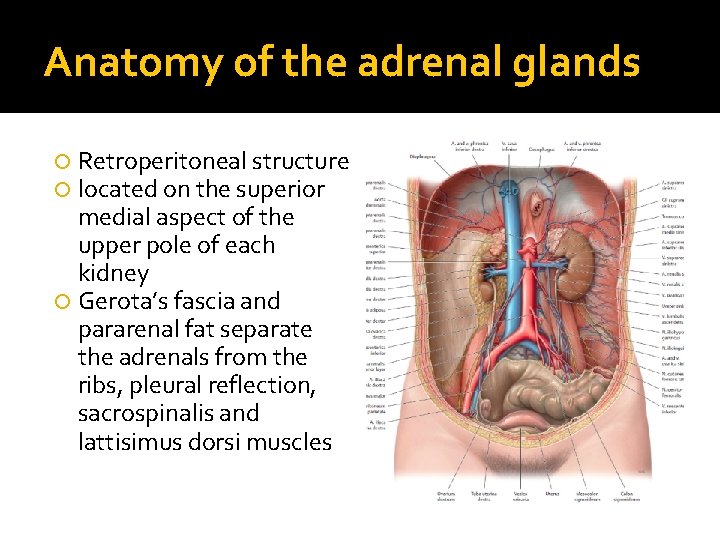 Anatomy of the adrenal glands Retroperitoneal structure located on the superior medial aspect of