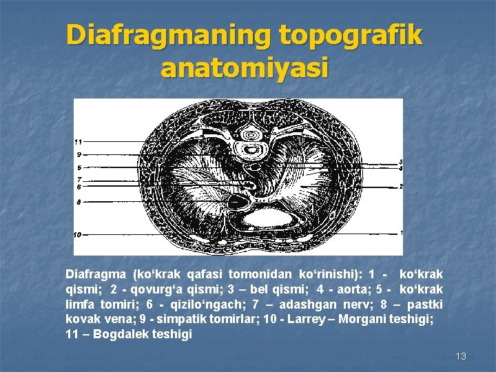 Diafragmaning topografik anatomiyasi Diafragma (ko‘krak qafasi tomonidan ko‘rinishi): 1 - ko‘krak qismi; 2 -