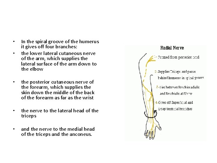  • • In the spiral groove of the humerus it gives off four