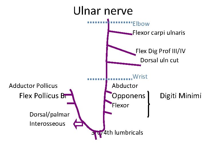 Ulnar nerve Elbow Flexor carpi ulnaris Flex Dig Prof III/IV Dorsal uln cut Adductor