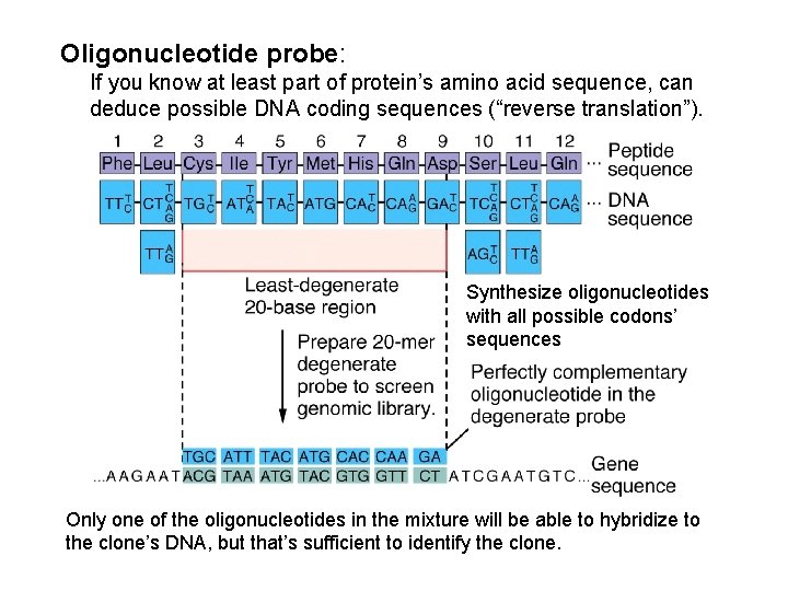 Oligonucleotide probe: If you know at least part of protein’s amino acid sequence, can