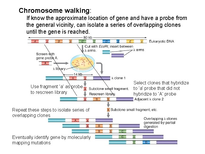 Chromosome walking: If know the approximate location of gene and have a probe from
