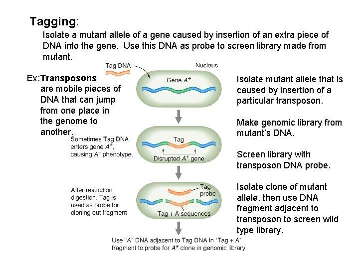 Tagging: Isolate a mutant allele of a gene caused by insertion of an extra