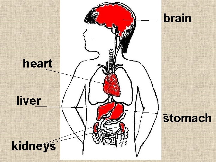 brain heart liver stomach kidneys 