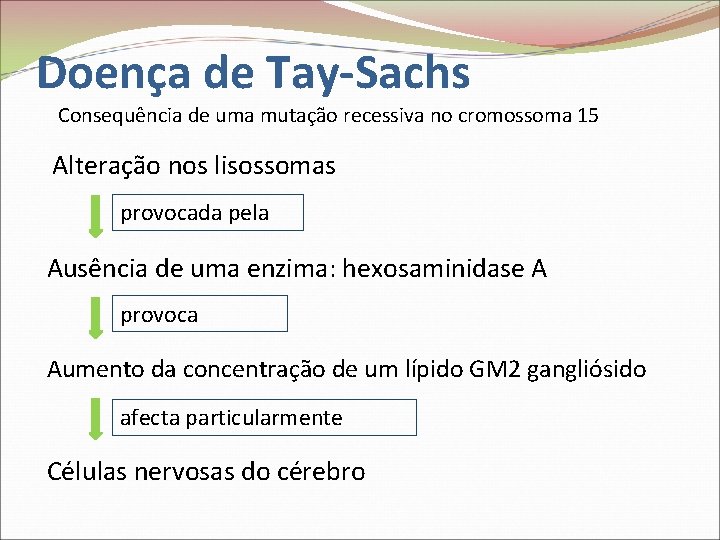 Doença de Tay-Sachs Consequência de uma mutação recessiva no cromossoma 15 Alteração nos lisossomas