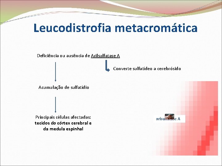 Leucodistrofia metacromática Deficiência ou ausência de Arilsulfatase A Converte sulfatídeo a cerebrósido Acumulação de