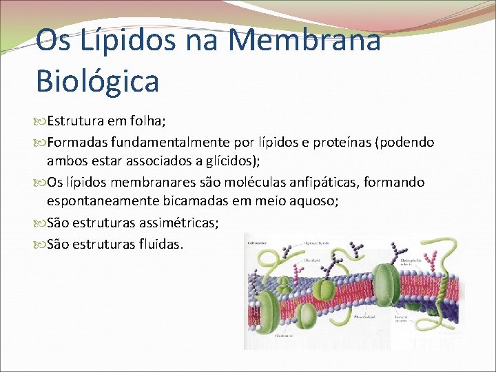Os Lípidos na Membrana Biológica Estrutura em folha; Formadas fundamentalmente por lípidos e proteínas