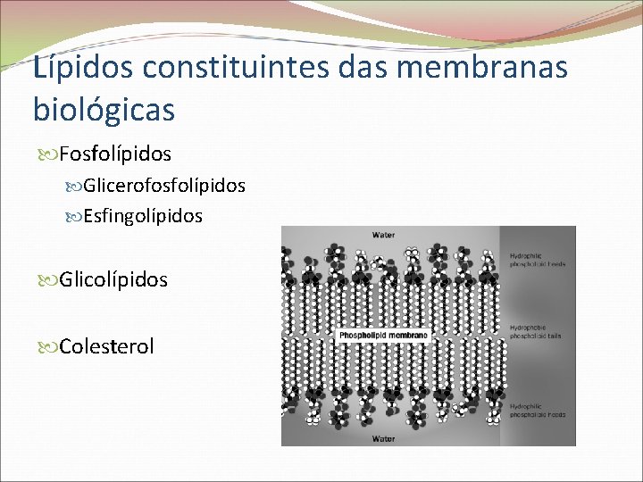 Lípidos constituintes das membranas biológicas Fosfolípidos Glicerofosfolípidos Esfingolípidos Glicolípidos Colesterol 