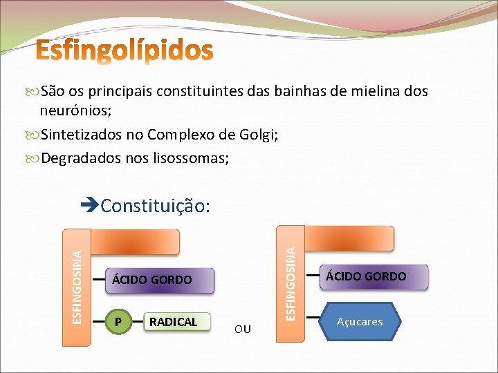  São os principais constituintes das bainhas de mielina dos neurónios; Sintetizados no Complexo