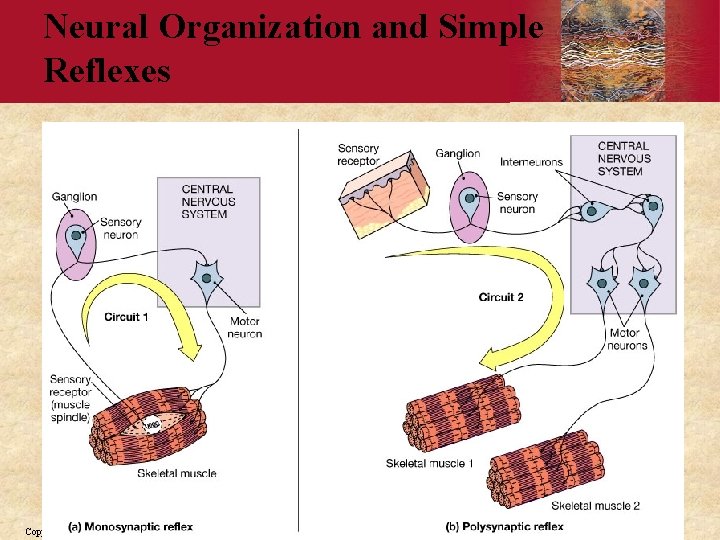 Neural Organization and Simple Reflexes Copyright © 2006 by Elsevier, Inc. 