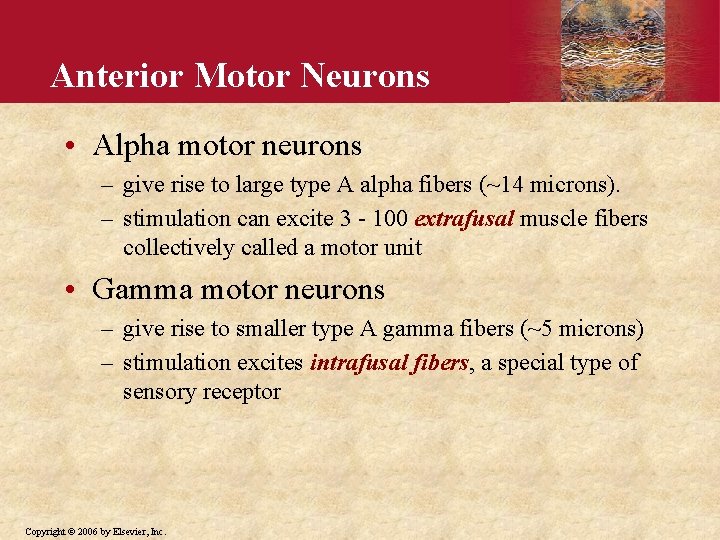 Anterior Motor Neurons • Alpha motor neurons – give rise to large type A