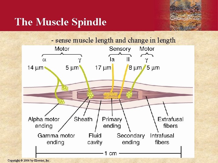 The Muscle Spindle - sense muscle length and change in length Figure 54 -2;