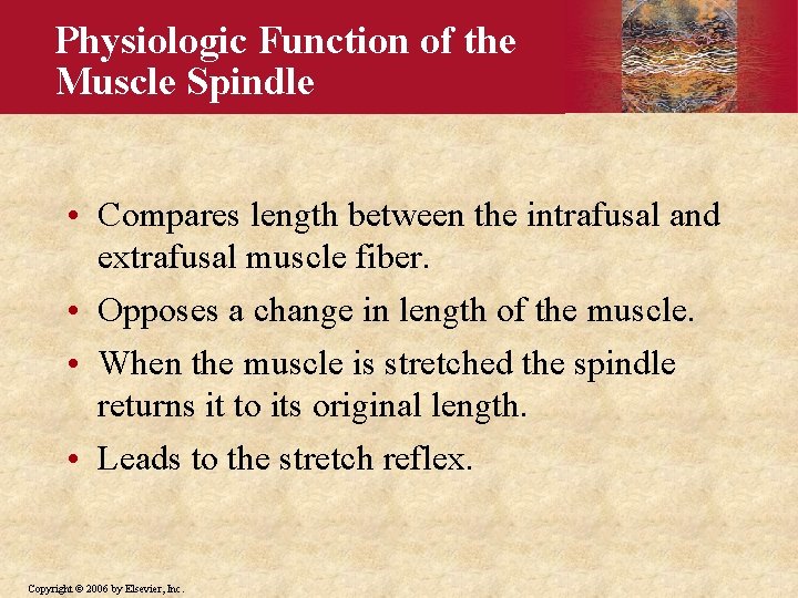Physiologic Function of the Muscle Spindle • Compares length between the intrafusal and extrafusal