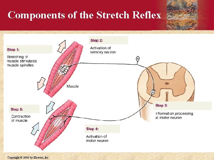 Components of the Stretch Reflex Copyright © 2006 by Elsevier, Inc. 