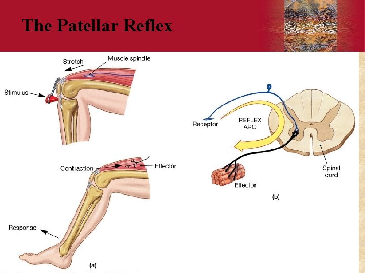 The Patellar Reflex Copyright © 2006 by Elsevier, Inc. 