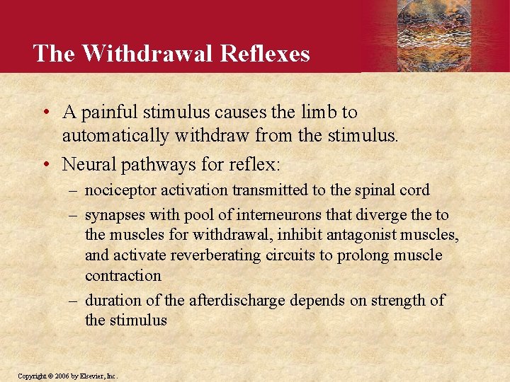 The Withdrawal Reflexes • A painful stimulus causes the limb to automatically withdraw from