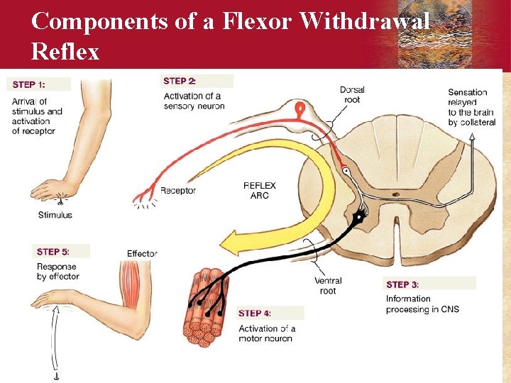 Components of a Flexor Withdrawal Reflex Copyright © 2006 by Elsevier, Inc. 