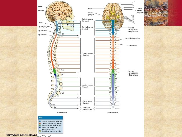 Copyright © 2006 by Elsevier, Inc. 