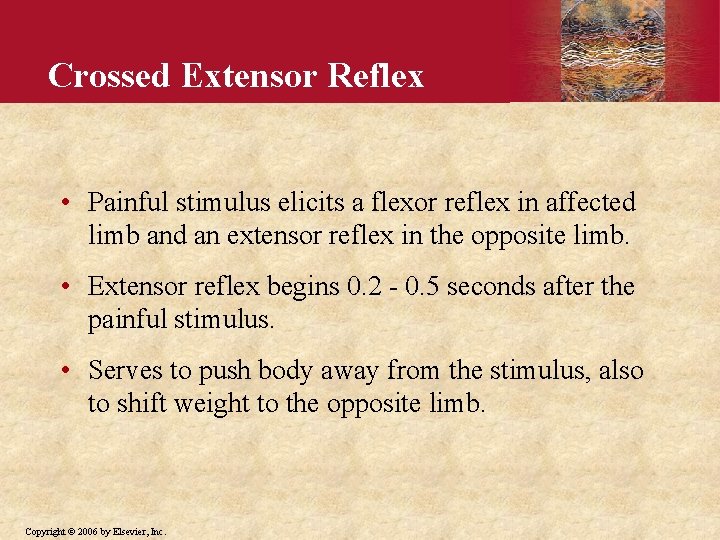 Crossed Extensor Reflex • Painful stimulus elicits a flexor reflex in affected limb and