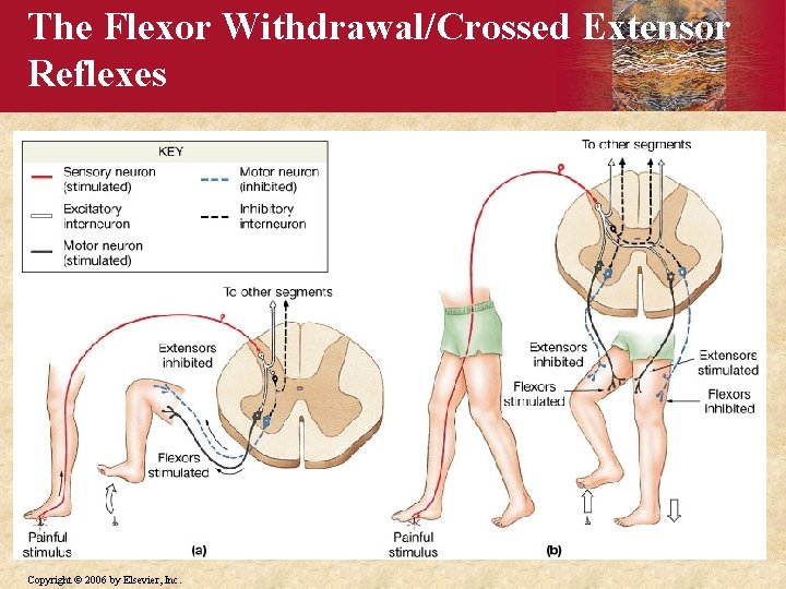 The Flexor Withdrawal/Crossed Extensor Reflexes Copyright © 2006 by Elsevier, Inc. 