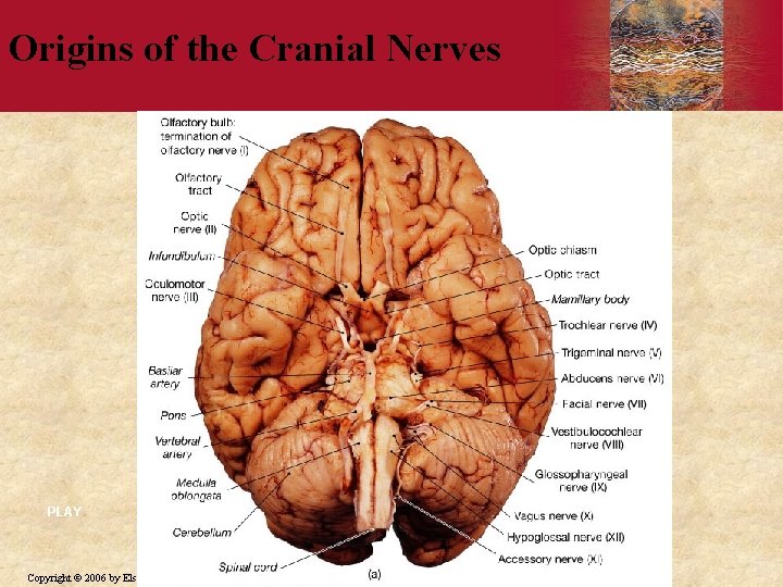 Origins of the Cranial Nerves PLAY Copyright © 2006 by Elsevier, Inc. 