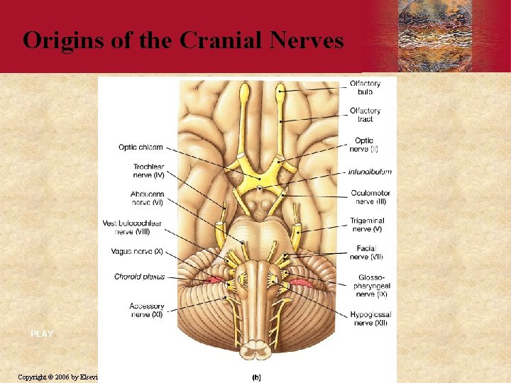 Origins of the Cranial Nerves PLAY Copyright © 2006 by Elsevier, Inc. 