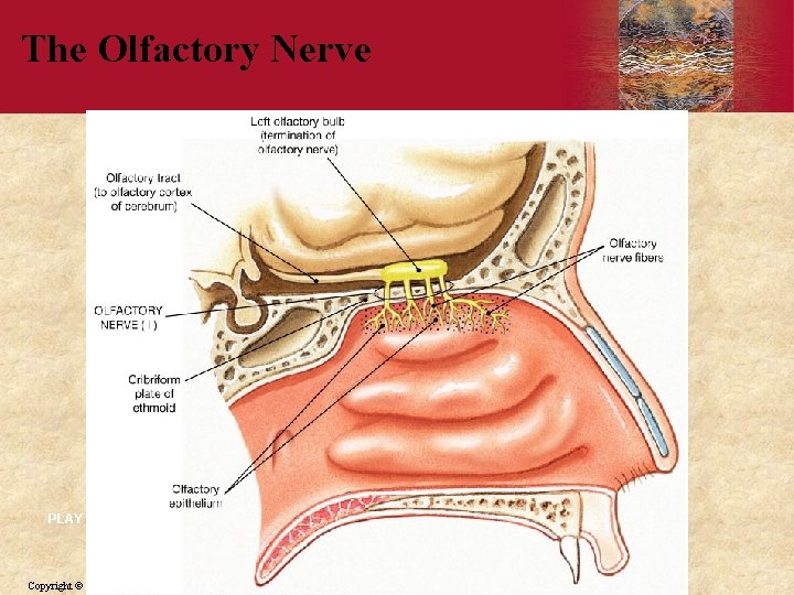 The Olfactory Nerve PLAY Copyright © 2006 by Elsevier, Inc. 