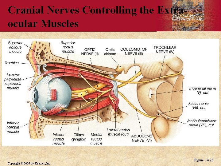 Cranial Nerves Controlling the Extraocular Muscles PLAY Copyright © 2006 by Elsevier, Inc. Figure