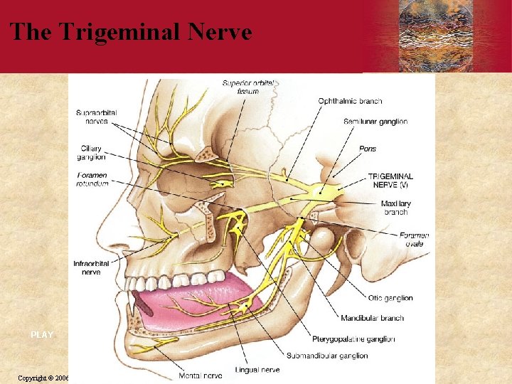 The Trigeminal Nerve PLAY Copyright © 2006 by Elsevier, Inc. 