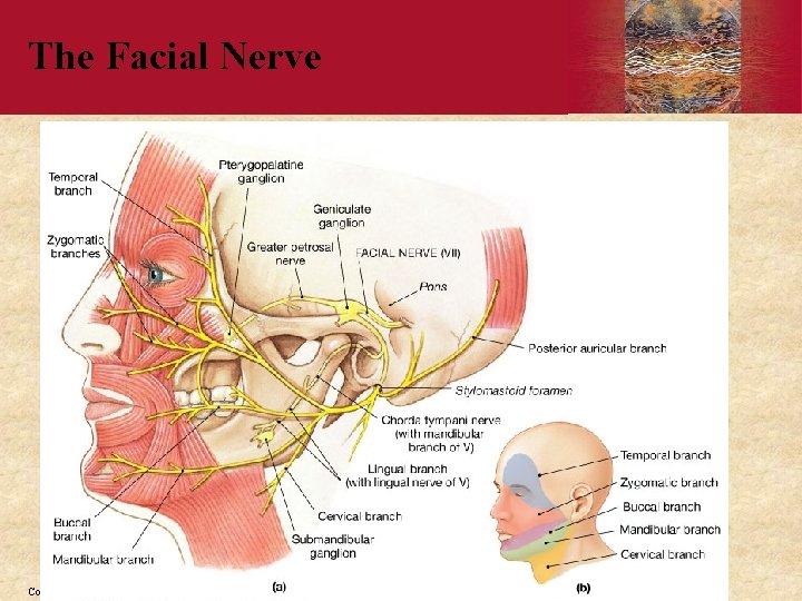 The Facial Nerve PLAY Copyright © 2006 by Elsevier, Inc. 