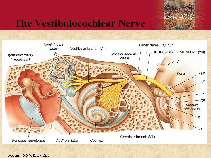 The Vestibulocochlear Nerve PLAY Copyright © 2006 by Elsevier, Inc. 