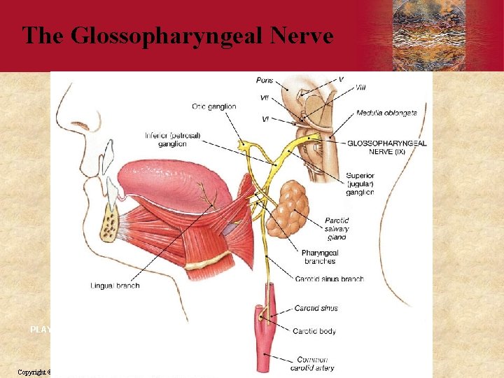 The Glossopharyngeal Nerve PLAY Copyright © 2006 by Elsevier, Inc. 