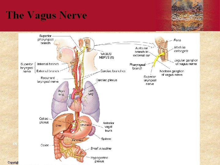 The Vagus Nerve PLAY Copyright © 2006 by Elsevier, Inc. 