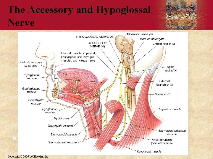 The Accessory and Hypoglossal Nerve PLAY Copyright © 2006 by Elsevier, Inc. 