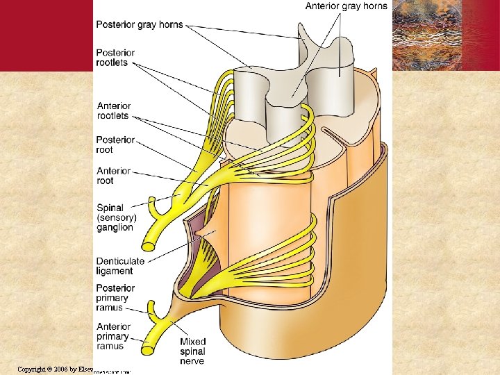 Copyright © 2006 by Elsevier, Inc. 