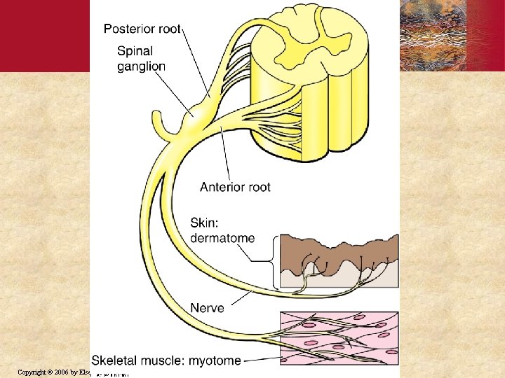 Copyright © 2006 by Elsevier, Inc. 