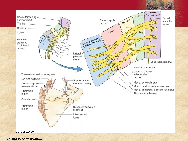Copyright © 2006 by Elsevier, Inc. 