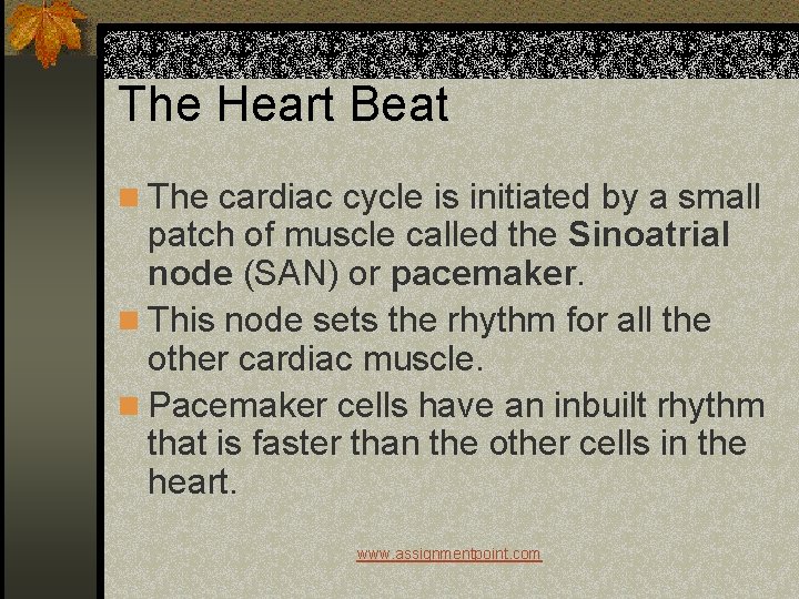 The Heart Beat n The cardiac cycle is initiated by a small patch of
