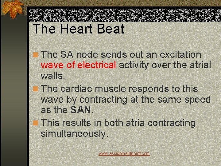 The Heart Beat n The SA node sends out an excitation wave of electrical