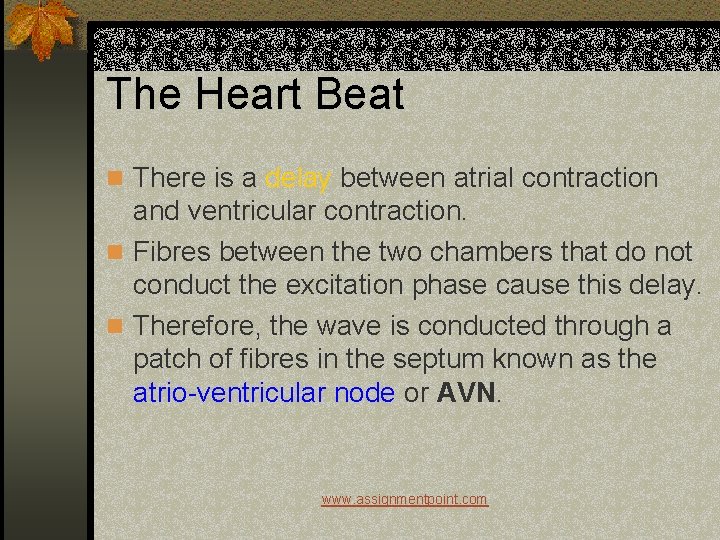 The Heart Beat n There is a delay between atrial contraction and ventricular contraction.
