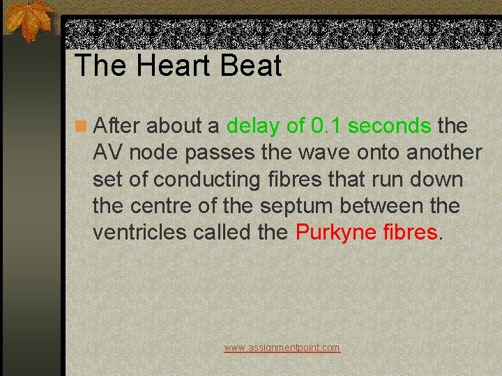 The Heart Beat n After about a delay of 0. 1 seconds the AV