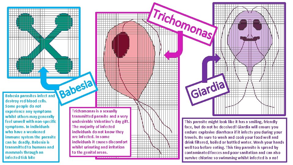 Tric Babesia parasites infect and destroy red blood cells. Some people do not experience Tric Babesia parasites infect and destroy red blood cells. Some people do not experience