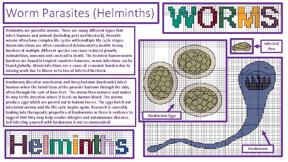 Worm Parasites (Helminths) Helminths are parasitic worms. There are many different types that infect Worm Parasites (Helminths) Helminths are parasitic worms. There are many different types that infect