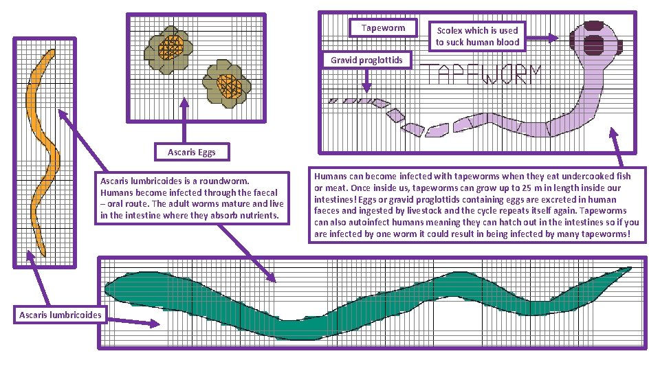Tapeworm Scolex which is used to suck human blood Gravid proglottids Ascaris Eggs Ascaris Tapeworm Scolex which is used to suck human blood Gravid proglottids Ascaris Eggs Ascaris