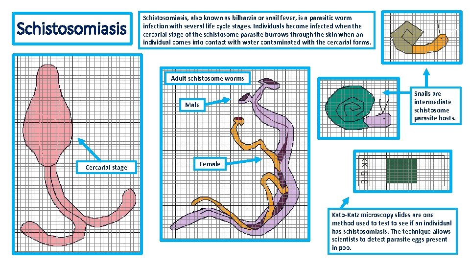 Schistosomiasis, also known as bilharzia or snail fever, is a parasitic worm infection with Schistosomiasis, also known as bilharzia or snail fever, is a parasitic worm infection with